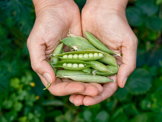 Freshly harvested green peas in hands