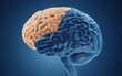 Frontal lobe is important for cognitive functions and control of voluntary movement