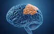 Parietal lobe in human brain 3d illustration