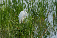 Great White Egret (Ardea Alba) Hunting Amongst The Reed Along The Edge Of A Lake At Ham Wall In Somerset, United Kingdom. 