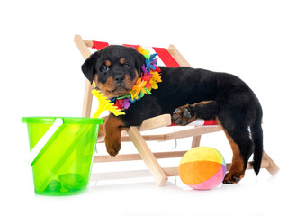 Canvas Print - puppy rottweiler in studio