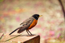 A Colorful Robin Perched On A Brick Wall With A Blurred Background.