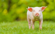 Young Pig Is Standing On The Green Grass. Happy Piglet On The Meadow Looking At The Camera .