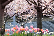 さくら広場の桜とチューリップ　千葉県習志野市　日本