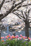 Fototapeta Dziecięca - さくら広場の桜とチューリップ　千葉県習志野市　日本