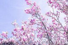 Pink Blossom In Spring