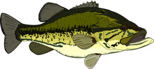 Full Color Largemouth Bass Vector