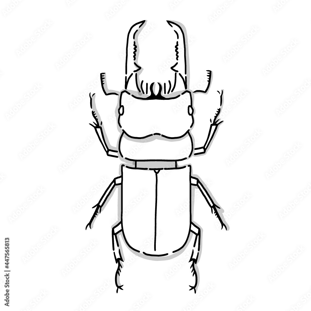 Japanese Insect Drawing Japanese beetle illustration. Hand drawn sketch. Japanese insects and ...