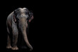 Portrait of a beautiful elephant and copy space. Elephant on a black background. Elephant isolate. Asian elephant