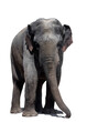 Portrait of a beautiful elephant and copy space. Elephant on a white background. Elephant isolate. Asian elephant