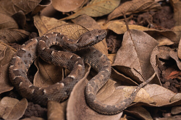 Canvas Print - snake in the ground