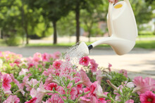 Irrigating Blooming Pink Petunias With Beige Watering Can Outdoors