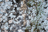 Fototapeta Do akwarium - Fungus and moss on old wall background texture