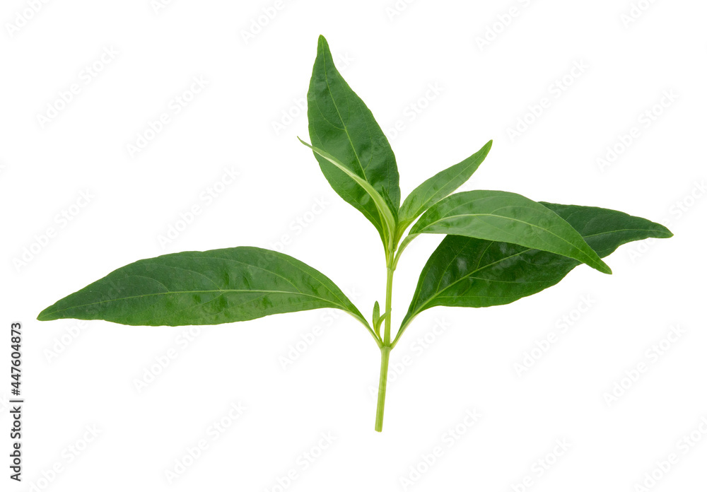 Andrographis paniculata plant on white background .