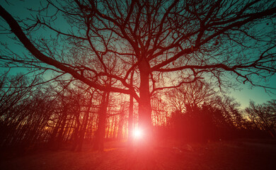 Poster - Dawn in the autumn forest, the sun shines through the trees, toned photo