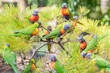 © jodie777 - Group of colourful lorikeets in Australia all chatting together on a tree outdoors