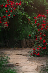 Beautiful garden with blooming rose bushes in summer