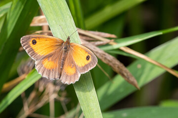 Canvas Print - moth on a leaf