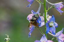 A Bee Collecting Pollen From A Delphinium