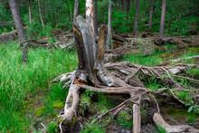 Damaged Remnant Of An Old Tree Stump In The Forest