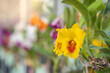 Selective focus shot of blooming yellow cattleya flower