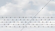 © freshidea - Individual leadership concept and disruptive innovation or independent thinking as a group of birds on a wire with one in the opposite direction as a business symbol