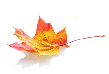 autumn maple leaf isolated on white background