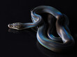 © Anna Averianova - Reticulated Python (Python reticulatus) on black background. rainbow snake shimmers in different colors