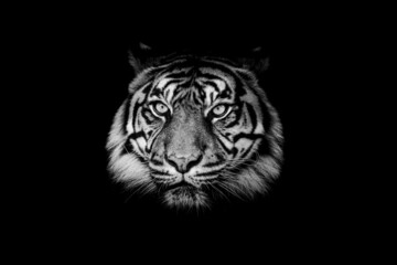 Sumatra tiger with a black background