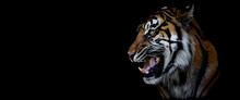 Template Of A Tiger With A Black Background