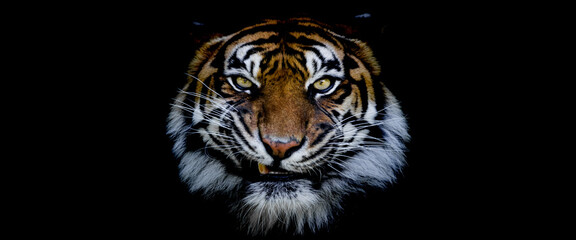 Wall Mural - template of a tiger with a black background