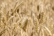 © HollandPhotostock.nl - Grain landscape, Flevoland Province, The Netherlands