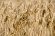 © HollandPhotostock.nl - Grain landscape, Flevoland Province, The Netherlands
