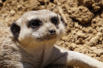 Poster - Cute meerkat resting in the sunshine