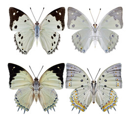 Wall Mural - White Emperor (Helcyra hemina) and Jewelled Nawab (Polyura delphis) beautiful pale green butterfly