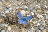 Mazarine  blue butterlfy (Cyaniris semiargus) takes up water and minerals on a wet rural road. Dorsal view.