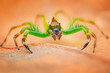 © RooM The Agency - Close-up of a jumping spider on a leaf, Indonesia