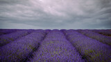 Fototapeta  - Lavender rows