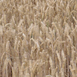 Fototapeta  - Wheat in the wind