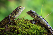 Two Lizards On A Mossy Rock Looking At Each Other, Indonesia
