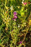 Fototapeta Tęcza - Salbei, Buntschopfsalbei, eine Salbei-Sorte mit violetten blattartigen Blüten im obersten Teil. diese Blume steht in einer Bienenweide und gibt mit anderen Blumen den Bienen ihr nötiges Futter. 
