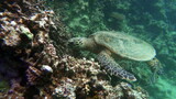 Fototapeta Do akwarium - Sea turtles . Great Reef Turtle .Bissa.