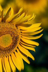 Wall Mural - GIRASOL EN PRIMER PLANO CON HOJAS AMARILLAS ILUMINADO POR EL SOL Y FONDO VERDE Y AMARILLO