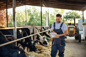 Wall Mural - Adult man, getting to know the cows better.