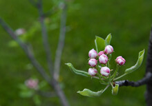 Bunch Of Pink Pear Buds On Tree Branch With Copy Space