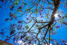 Blue Jacaranda Blossom Under The Sun