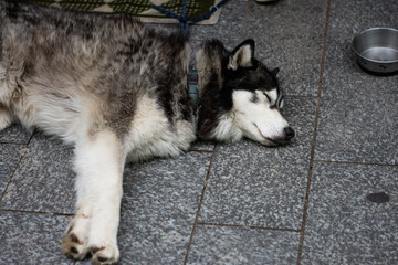 Husky Napping on a Deck