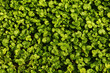 Green plants pattern