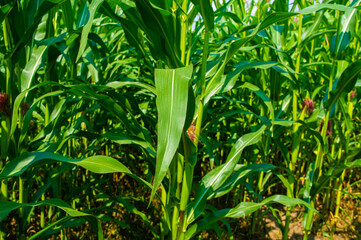 Agricultural crop corn with leaves close-up. Agro background design