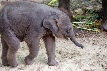 Funny baby elephant and mother elephant in Thailand , Southeast Asia